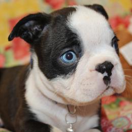 Photos coming soon Tito - Black brindle and white male Boston Terrier puppy in Brooksville, Florida from Delamorés Pups
