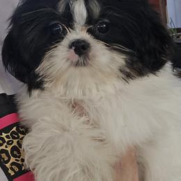 Cowboy - Shih Tzu