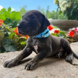 Light blue collar - Black male Great Dane puppy in Corsica, Pennsylvania from Ferguson Family Danes LLC