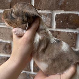 Willa - Piebald female Dachshund puppy in Enterprise, Alabama from Kismet Doxies