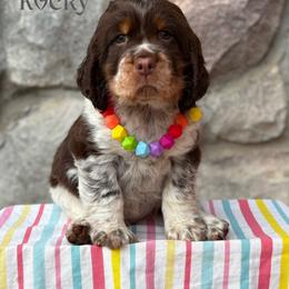 Rocky Road - Tri-Roan male English Springer Spaniel puppy in Plainwell, Michigan from Homegrown Springers