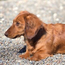 Ginger - Red female Dachshund puppy in Woodland, Washington from SJs Dachshunds