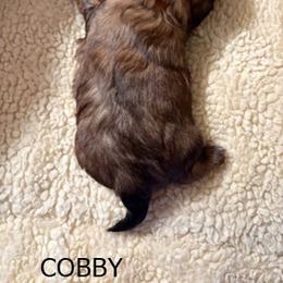 COBBY - Brindle and white male Shih Tzu puppy in Modoc, Kansas from Karla Sauer