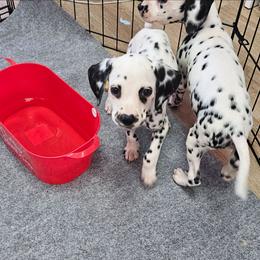 Valentino - White and black male Dalmatian puppy in Adkins, Texas from Rock'N'Spark Dalmatians