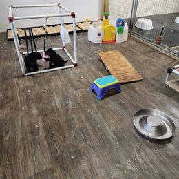 Labrador Retriever Puppies from Seahawk Labradors