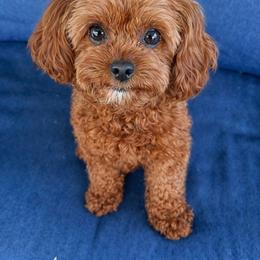 Dot - Cavapoo
