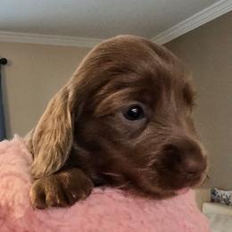 Mila - Fawn (Isabella) female Dachshund puppy in Homosassa, Florida from Foxies Doxies