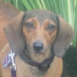 Trixie - Dachshund