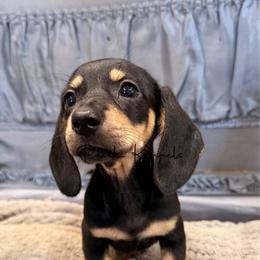Sky - Black and cream female Dachshund puppy in Anderson, Alabama from Pasek Kennels