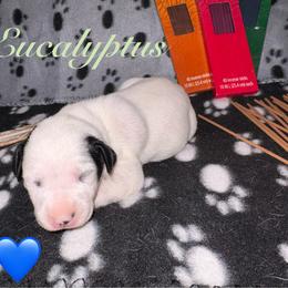 Eucalyptus - White and black male Dalmatian puppy in Des Moines, Iowa from Spot Splattered Dalmatians