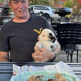 German Shepherd and Miniature American Shepherd Puppies from Bouchard’s Best Shepherds