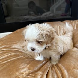 White collar - Cream male Lhasa Apso puppy in Discovery Bay, California from Golden State Lhasa Apsos