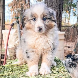 Miniature American Shepherd and Miniature Australian Shepherd Puppies from Whiskeytown Aussies