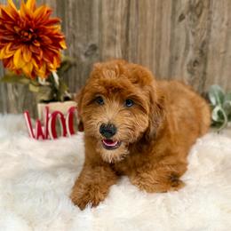 Daisy - Red female Whoodle puppy in Merritt, Michigan from Genesis Family Farm