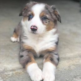 Australian Shepherd Puppies from Lost Coast Aussies