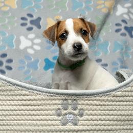 Green Collar Boy - Tan and white male Jack Russell Terrier puppy in Santa Clarita, California from Fair Dinkum Jack Russell Terriers