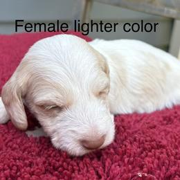 Light red piebald read description - Piebald female Dachshund puppy in Helenville, Wisconsin from Remarkable Doxies