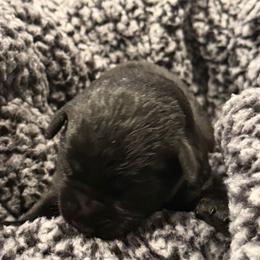 Lilac Girl - Black female Labrador Retriever puppy in Colorado from Albrecht Farms Labrador Retrievers