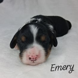 Emery - Tri-color female Bernedoodle puppy in Eau Claire, Wisconsin from Fisher River Doodle's