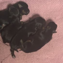 Yorkshire Terrier puppies from The Perfect Yorkie