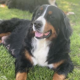 Molly - Bernese Mountain Dog