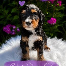 Black Phantom Girl - Black female Goldendoodle puppy in Midlothian, Virginia from RVA DOODLES, LLC