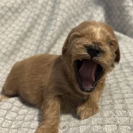 Cavapoo Puppies from Poppy Garden Doodles