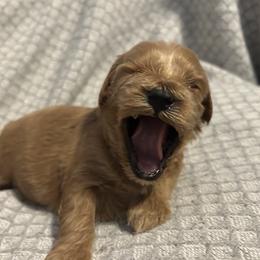 Cavapoo Puppies from Poppy Garden Doodles