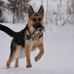 German Shepherd All Grown Up from Diamond Peak German Shepherds