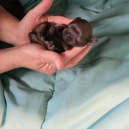 Keenko - Lilac male Shih Tzu puppy in Eldorado, Arkansas from Gina's Lil Zues and Yorkies Kennel