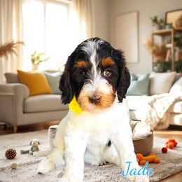 Assorted Doodle Crosses, Bernedoodle, Goldendoodle, and Labradoodle Puppies from Erica’s Doodles