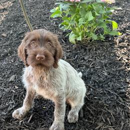 Iris - Brown and gray female Wirehaired Pointing Griffon puppy in Fallston, Maryland from Gunpowder Griffons