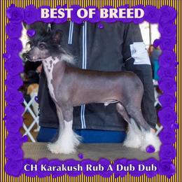 DubDub - Chinese Crested