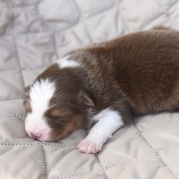 Australian Shepherd Puppies from NorthRidge Australian Shepherds