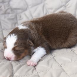 Australian Shepherd Puppies from NorthRidge Australian Shepherds
