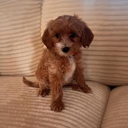 Ladybug (Lady) - Cream female Goldendoodle puppy in Payson, Utah from Country Sky Doodles