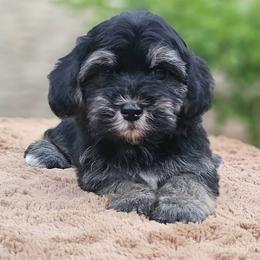 Cavachon, Cavalier King Charles Spaniel, Cavapoo, and Havanese Puppies from Peaks Pups & Cavachon Love Chocolate Cavaliers, Cavaliers, Cavachon’s, Cavapoos & Havanese