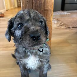 Boy 1 - Merle male Labradoodle puppy in Alliance, Ohio from Mount Olive Doodles