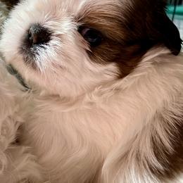 Casper - Gold and white male Shih Tzu puppy in Silver Lake, Oregon from Bling Shih Tzu