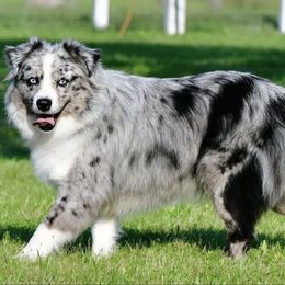 Joy - Miniature Australian Shepherd