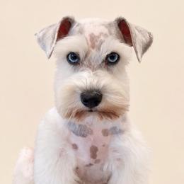Posey - Miniature Schnauzer