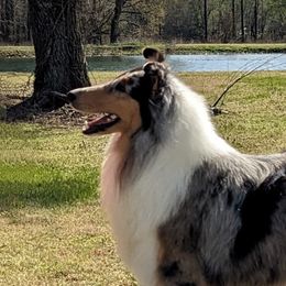 Satire - Collie