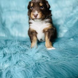 Australian Shepherd Puppies from Burdock Hill Australian Shepards
