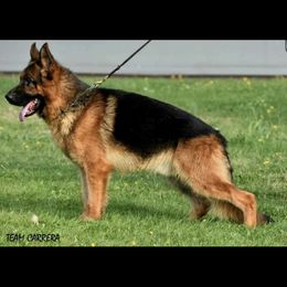 Nestor - German Shepherd
