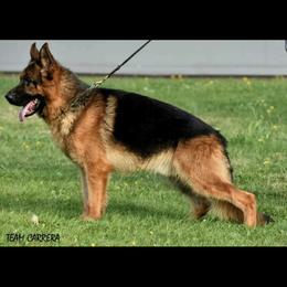 Nestor - German Shepherd