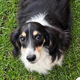 Emma - Dachshund