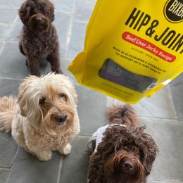 Australian Labradoodle All Grown Up from Legendary Labradoodles LLC