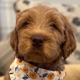 Girl 8 - Red Australian Labradoodle puppy in Lodi, California from These Charm's Doods