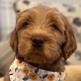 Girl 8 - Red Australian Labradoodle puppy in Lodi, California from These Charm's Doods