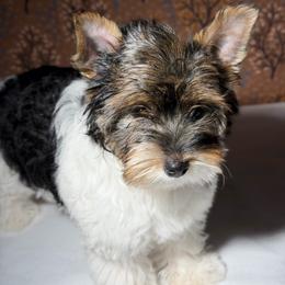 Scout  AKC - Black tan and white female Biewer Terrier puppy in Douglas, Georgia from Heartland small breeds